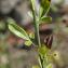  Liliane Roubaudi - Jasminum fruticans L. [1753]