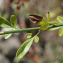  Liliane Roubaudi - Jasminum fruticans L. [1753]