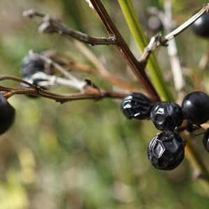 Photographie n°2449966 du taxon Jasminum fruticans L. [1753]