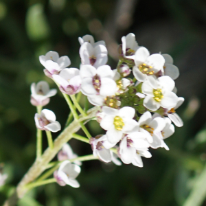  - Lobularia maritima (L.) Desv.