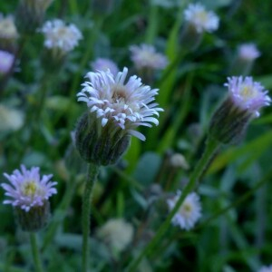  - Erigeron acris subsp. acris