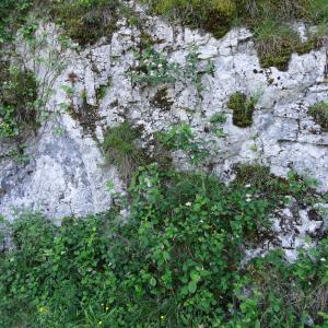 Photographie n°2450012 du taxon Cornus sanguinea L. [1753]