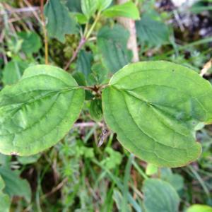 Photographie n°2450015 du taxon Cornus sanguinea L. [1753]