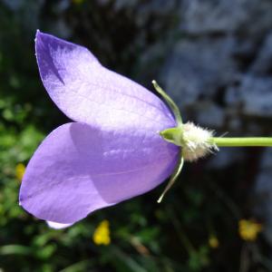  - Campanula persicifolia L. [1753]