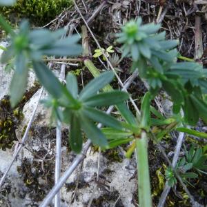 Photographie n°2450033 du taxon Galium mollugo L. [1753]