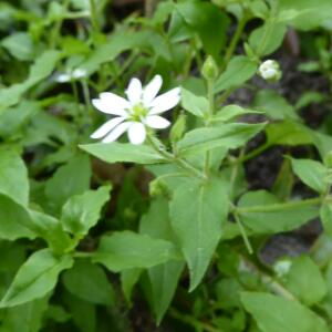 Photographie n°2450053 du taxon Myosoton aquaticum (L.) Moench [1794]