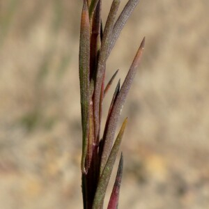 Photographie n°2450057 du taxon Galatella linosyris var. linosyris