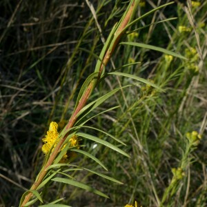 Photographie n°2450059 du taxon Galatella linosyris var. linosyris