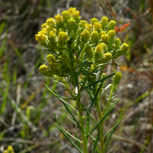 Photographie n°2450060 du taxon Galatella linosyris var. linosyris