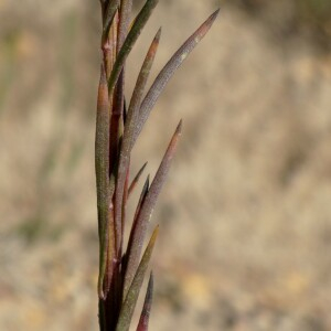 Photographie n°2450062 du taxon Galatella linosyris var. linosyris