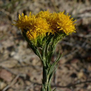 Photographie n°2450063 du taxon Galatella linosyris var. linosyris