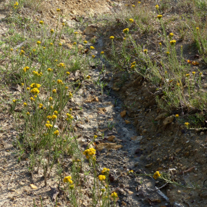 Photographie n°2450072 du taxon Galatella linosyris var. linosyris