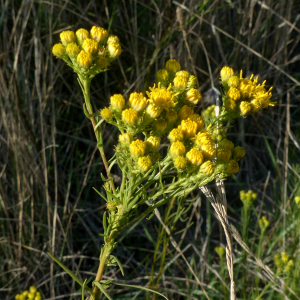 Photographie n°2450073 du taxon Galatella linosyris var. linosyris