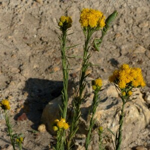 Photographie n°2450077 du taxon Galatella linosyris var. linosyris