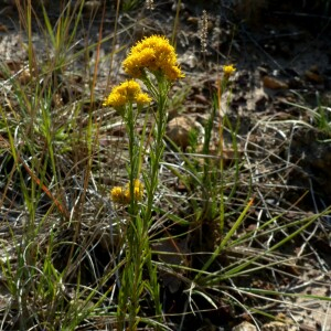 Photographie n°2450078 du taxon Galatella linosyris var. linosyris