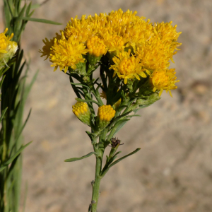 Photographie n°2450080 du taxon Galatella linosyris var. linosyris