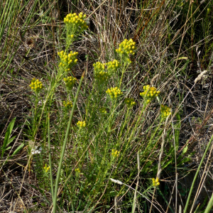 Photographie n°2450082 du taxon Galatella linosyris var. linosyris