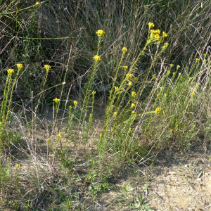 Photographie n°2450084 du taxon Galatella linosyris var. linosyris