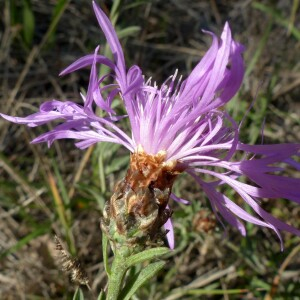 Photographie n°2450089 du taxon Centaurea jacea subsp. timbalii (Martrin-Donos) Braun-Blanq. [1952]