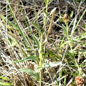 Photographie n°2450090 du taxon Centaurea jacea subsp. timbalii (Martrin-Donos) Braun-Blanq. [1952]