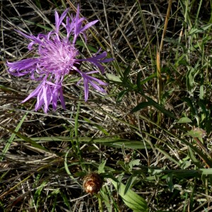 Photographie n°2450093 du taxon Centaurea jacea subsp. timbalii (Martrin-Donos) Braun-Blanq. [1952]