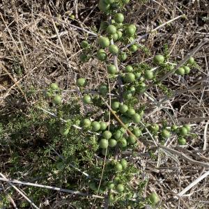 Photographie n°2450106 du taxon Asparagus acutifolius L. [1753]