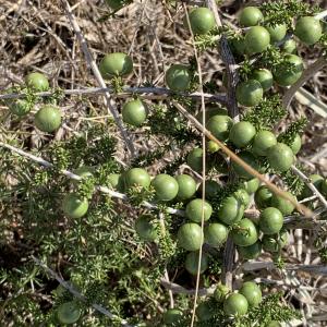 Photographie n°2450107 du taxon Asparagus acutifolius L. [1753]