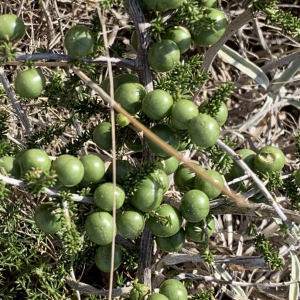  - Asparagus acutifolius L. [1753]