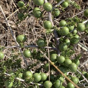 Photographie n°2450109 du taxon Asparagus acutifolius L. [1753]