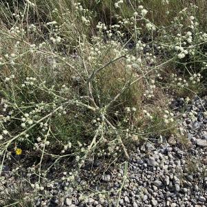 Photographie n°2450139 du taxon Seseli tortuosum L. [1753]