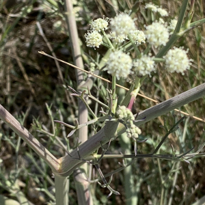 Photographie n°2450141 du taxon Seseli tortuosum L. [1753]