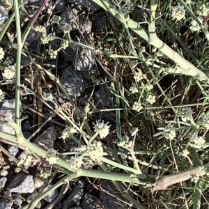 Photographie n°2450143 du taxon Seseli tortuosum L. [1753]