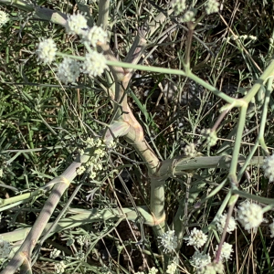 Photographie n°2450145 du taxon Seseli tortuosum L. [1753]