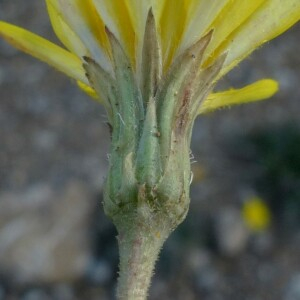 Photographie n°2450152 du taxon Leontodon hirtus L. [1759]