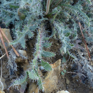 Photographie n°2450156 du taxon Leontodon hirtus L. [1759]