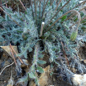 Photographie n°2450157 du taxon Leontodon hirtus L. [1759]