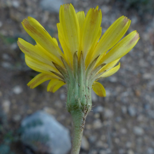Photographie n°2450161 du taxon Leontodon hirtus L. [1759]