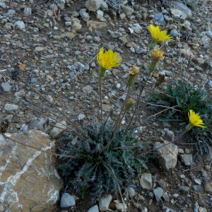Photographie n°2450164 du taxon Leontodon hirtus L. [1759]