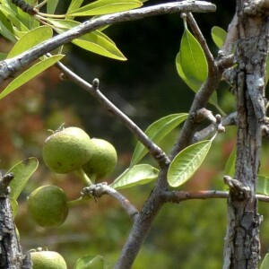 Photographie n°2450204 du taxon Pyrus spinosa Forssk. [1775]