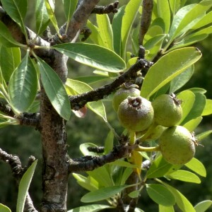 Photographie n°2450206 du taxon Pyrus spinosa Forssk. [1775]