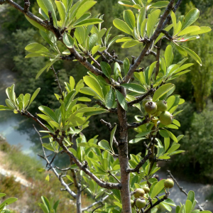 Photographie n°2450207 du taxon Pyrus spinosa Forssk. [1775]