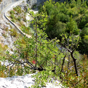 Photographie n°2450208 du taxon Pyrus spinosa Forssk. [1775]