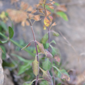 Photographie n°2450214 du taxon Teucrium flavum L. [1753]