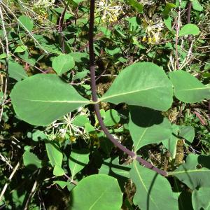 Photographie n°2450231 du taxon Lonicera periclymenum L. [1753]
