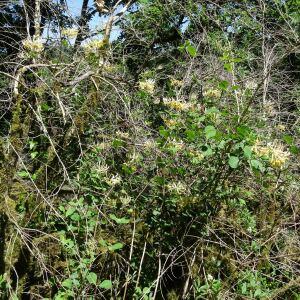 Photographie n°2450233 du taxon Lonicera periclymenum L. [1753]
