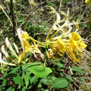 Photographie n°2450234 du taxon Lonicera periclymenum L. [1753]