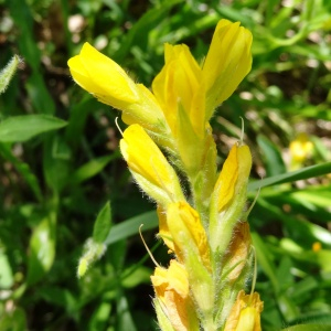 Photographie n°2450235 du taxon Genista sagittalis L.