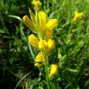 Photographie n°2450236 du taxon Genista sagittalis L.