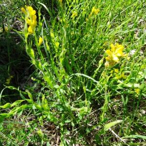 Photographie n°2450237 du taxon Genista sagittalis L.