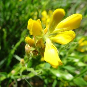 Photographie n°2450238 du taxon Genista sagittalis L.